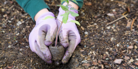 Hands wearing purple gloves, planting a seedling