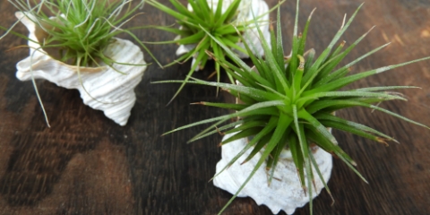 Airplants