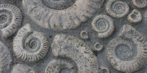 Close up of shell fossils 
