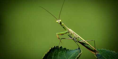 Praying Mantis on a green background