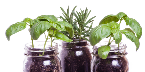 jars with herbs growing in them